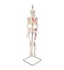 Mini schelet uman scurt cu mușchi pictați pe suportul suspendat, jumătate naturală 