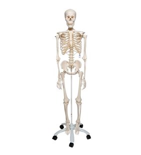 Model de schelet uman Stan 