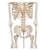 Model de schelet uman Stan 
