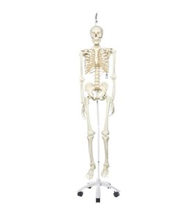 Model de schelet uman Stan pe suportul suspendat 
