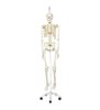 Model de schelet uman Stan pe suportul suspendat 