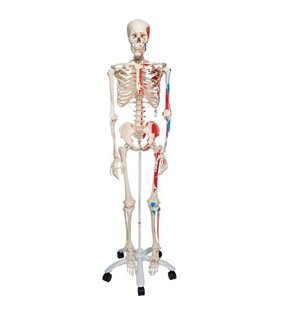 Model de schelet uman Max cu origini și inserții musculare pictate 