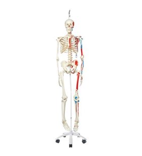 Model de schelet uman Max pe suportul susținător cu origini și inserții musculare pictate 