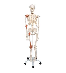 Model de schelet uman Leo cu ligamente 