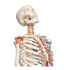 Model de schelet uman SAM cu mușchi și ligamente 