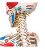 Model de schelet uman SAM cu mușchi și ligamente 