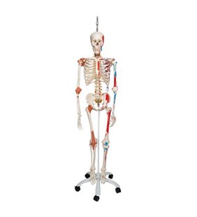 Model de schelet uman Sam pe suportul cu mușchi și ligamente 