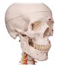 Model de schelet uman Sam pe suportul cu mușchi și ligamente 