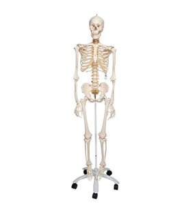 Model de schelet uman flexibil Fred 