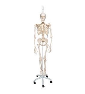 Model de schelet uman fiziologic Phil pe suportul susținător 