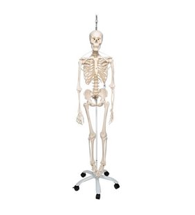 Model de schelet uman funcțional și fiziologic Frank pe suportul susținător 