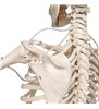 Model de schelet uman funcțional și fiziologic Frank pe suportul susținător 