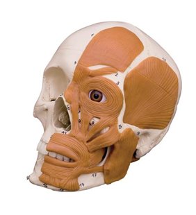 Craniu cu mușchi faciali din partea stângă