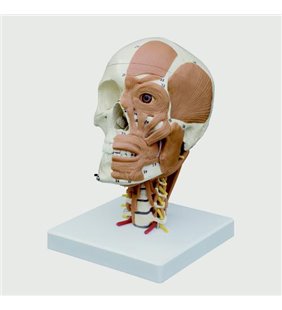 Model de craniu cu mușchi faciali pe coloana vertebrală cervicală