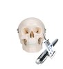 Mini model de craniu uman, 3 părți (craniu, bază de craniu, mandibula) 