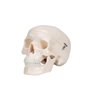 Mini model de craniu uman, 3 părți (craniu, bază de craniu, mandibula) 