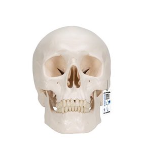 Model clasic de craniu uman, 3 parte 