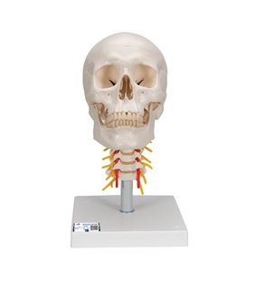 Model de craniu uman pe coloana cervicală, 4 parte 