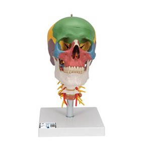 Model de craniu uman didactic pe coloana vertebrală cervicală, 4 parte 