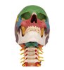 Model de craniu uman didactic pe coloana vertebrală cervicală, 4 parte 