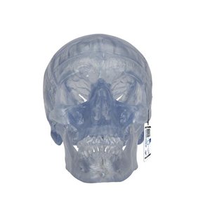 Model de craniu uman clasic transparent, 3 parte 