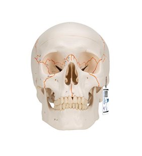 Model de craniu clasic uman numerotat, 3 parte 