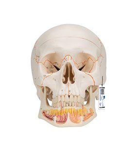 Model clasic de craniu uman cu maxilar inferior deschis, 3 părți 