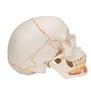 Model clasic de craniu uman cu maxilar inferior deschis, 3 părți 