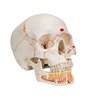 Model clasic de craniu uman pictat, cu maxilar inferior deschis, 3 părți 
