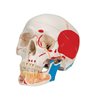 Model clasic de craniu uman pictat, cu maxilar inferior deschis, 3 părți 
