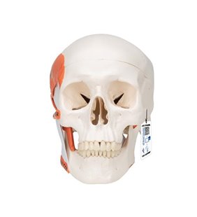 Model de craniu uman TMJ, demonstrează funcții ale mușchilor masticator, 2 parte 