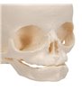 Model de craniu fetal, distribuție naturală, a 30 a săptămână de sarcină 