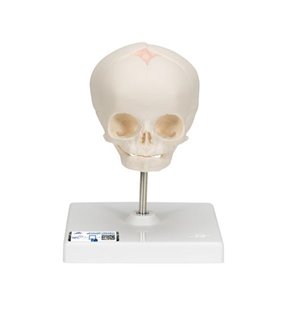 Model de craniu fetal, distribuție naturală, a 30 a săptămână de sarcină, pe stand 