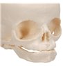 Model de craniu fetal, distribuție naturală, a 30 a săptămână de sarcină, pe stand 