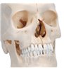 Model de craniu osoasă , 6 parte 