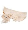 Model de craniu osoasă , 6 parte 