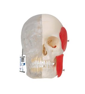 Model de craniu uman , jumătate transparent și jumătate osoasă, 8 parte 