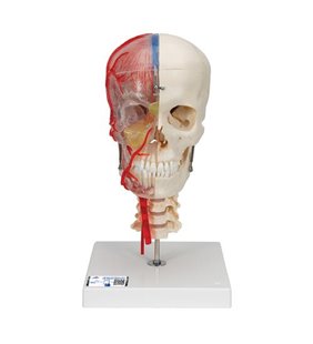 Model de craniu uman , pe jumătate transparent și pe jumătate osos, completat cu creier și vertebre 