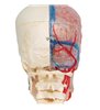 Model de craniu uman , pe jumătate transparent și pe jumătate osos, completat cu creier și vertebre 