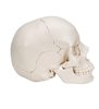 Model de craniu uman pentru adulți Beauchene, versiune colorată cu oase, 22 parte 