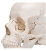 Model de craniu uman pentru adulți Beauchene, versiune colorată cu oase, 22 parte 