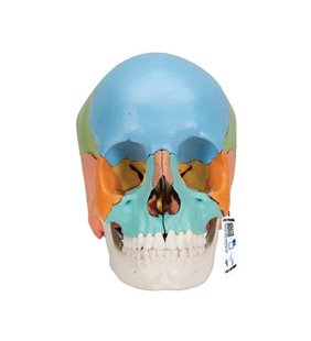 Model de craniu uman Beauchene Adult, versiunea colorată didactică, 22 Partea 