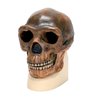 Replica Homo erectus pekinensis Skull (Weidenreich, 1940)