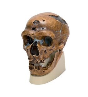 Replica Homo Neanderthalensis Skull (La ChapelleauxSaints 1)