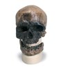 Replica Homo Sapiens Skull (CrôMagnon)