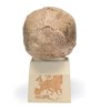 Replica Homo Steinheimnensis Skull (Berkhemer, 1936)