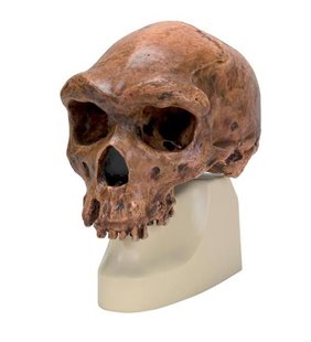 Replica Craniul Homo Rhodesiensis (Broken Hillÿ Woodward, 1921)