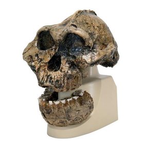 Replica Australopithecus Boisei Skull (KNMER 406 + OMO L7A125)