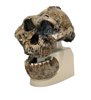 Replica Australopithecus Boisei Skull (KNMER 406 + OMO L7A125)