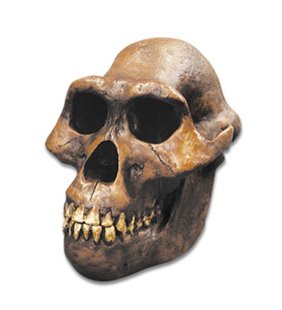 Australopithecus afarensis Skull